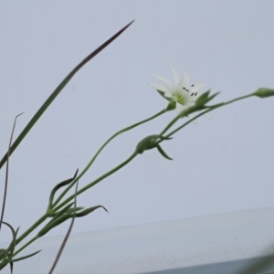 Stellaria angustifolia at Mount Clear, ACT - 5 Dec 2022