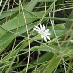 Stellaria angustifolia at Mount Clear, ACT - 5 Dec 2022