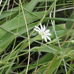 Stellaria angustifolia at Mount Clear, ACT - 5 Dec 2022