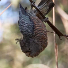 Callocephalon fimbriatum (Gang-gang Cockatoo) at Namadgi National Park - 5 Dec 2022 by JohnHurrell