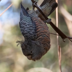 Callocephalon fimbriatum (Gang-gang Cockatoo) at Cotter River, ACT - 5 Dec 2022 by JohnHurrell