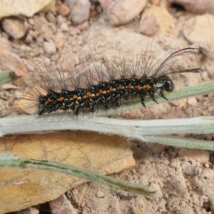 Nyctemera amicus at Yass River, NSW - 11 Dec 2022 05:27 PM