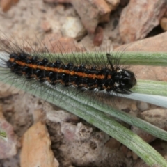 Nyctemera amicus at Yass River, NSW - 11 Dec 2022