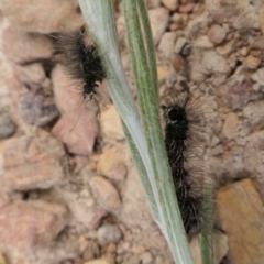 Nyctemera amicus at Yass River, NSW - 11 Dec 2022 05:27 PM