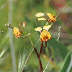 Diuris semilunulata (Late Leopard Orchid) at Mount Clear, ACT - 5 Dec 2022 by RAllen