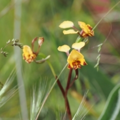 Diuris semilunulata (Late Leopard Orchid) at Mount Clear, ACT - 5 Dec 2022 by RAllen