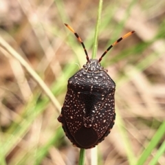 Notius consputus (Yellow-dotted shield bug) at Yass River, NSW - 11 Dec 2022 by SenexRugosus