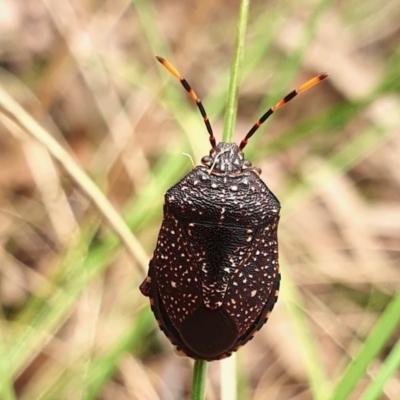 Notius consputus (Yellow-dotted shield bug) at Rugosa - 11 Dec 2022 by SenexRugosus