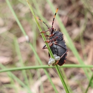 Notius consputus at Yass River, NSW - 11 Dec 2022