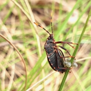 Notius consputus at Yass River, NSW - 11 Dec 2022