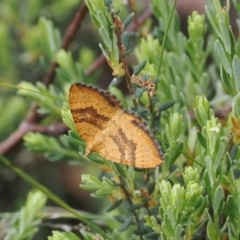 Chrysolarentia correlata (Yellow Carpet) at Namadgi National Park - 5 Dec 2022 by RAllen