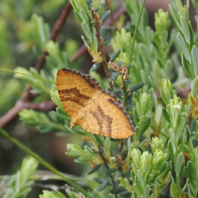 Chrysolarentia correlata (Yellow Carpet) at Namadgi National Park - 5 Dec 2022 by RAllen