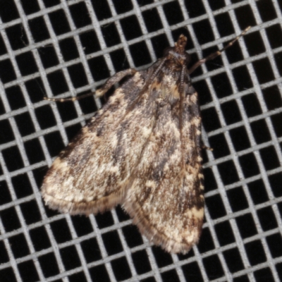 Aglossa caprealis (Small Tabby, Stored Grain Moth) at O'Connor, ACT - 4 Dec 2022 by ibaird