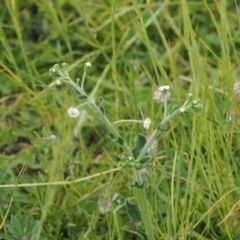 Hackelia suaveolens (Sweet Hounds Tongue) at Namadgi National Park - 5 Dec 2022 by RAllen