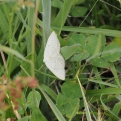 Taxeotis endela (Looper or geometer moth) at Namadgi National Park - 5 Dec 2022 by RAllen