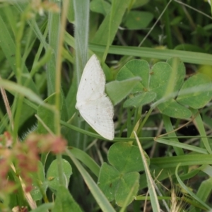 Taxeotis endela at Rendezvous Creek, ACT - suppressed