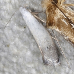 Tinea monophthalma (A fungus moth) at O'Connor, ACT - 3 Dec 2022 by ibaird