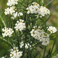 Ozothamnus thyrsoideus (Sticky Everlasting) at Namadgi National Park - 5 Dec 2022 by RAllen