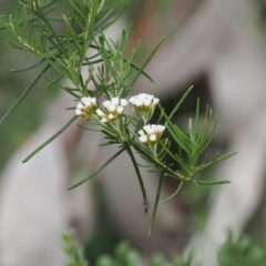 Ozothamnus thyrsoideus (Sticky Everlasting) at Booth, ACT - 5 Dec 2022 by RAllen