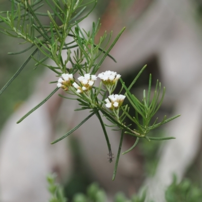 Ozothamnus thyrsoideus (Sticky Everlasting) at Namadgi National Park - 5 Dec 2022 by RAllen