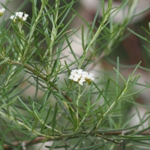 Ozothamnus thyrsoideus at Booth, ACT - 5 Dec 2022