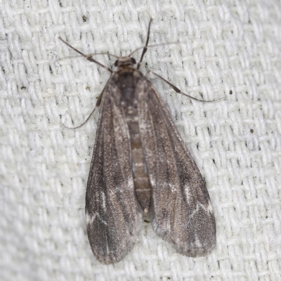 Hygraula nitens (Pond Moth) at O'Connor, ACT - 3 Dec 2022 by ibaird