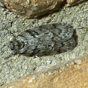 Philobota philostaura at Jerrabomberra, NSW - 10 Dec 2022