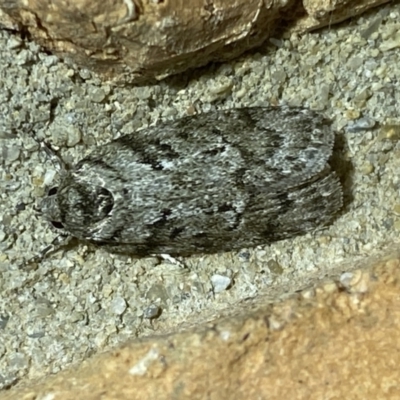 Philobota philostaura (A Concealer moth (Philobota group)) at Jerrabomberra, NSW - 10 Dec 2022 by SteveBorkowskis