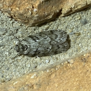 Philobota philostaura at Jerrabomberra, NSW - 10 Dec 2022