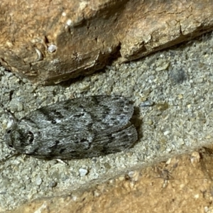 Philobota philostaura at Jerrabomberra, NSW - 10 Dec 2022