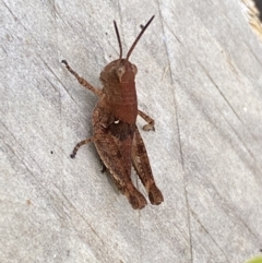 Phaulacridium vittatum (Wingless Grasshopper) at QPRC LGA - 11 Dec 2022 by Steve_Bok