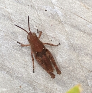 Phaulacridium vittatum at Jerrabomberra, NSW - suppressed