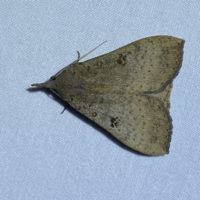 Rhapsa suscitatalis (Wedged Rhapsa) at Jerrabomberra, NSW - 10 Dec 2022 by Steve_Bok