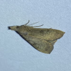 Rhapsa suscitatalis at Jerrabomberra, NSW - 10 Dec 2022