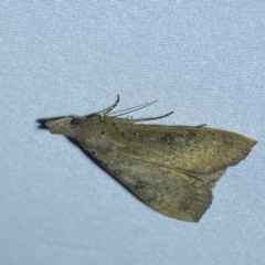 Rhapsa suscitatalis at Jerrabomberra, NSW - suppressed