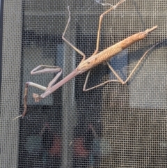 Unidentified Praying mantis (Mantodea) at Thurgoona, NSW - 11 Dec 2022 by ChrisAllen