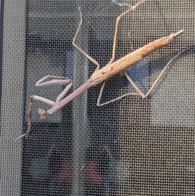 Archimantis latistyla (Stick Mantis, Large Brown Mantis) at Thurgoona, NSW - 11 Dec 2022 by ChrisAllen