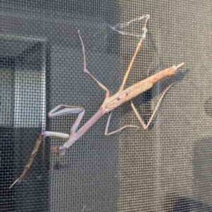 Archimantis latistyla at Thurgoona, NSW - 11 Dec 2022 07:40 PM