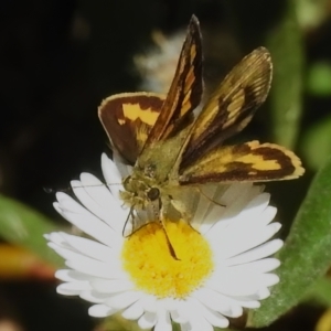 Ocybadistes walkeri at Wanniassa, ACT - 11 Dec 2022