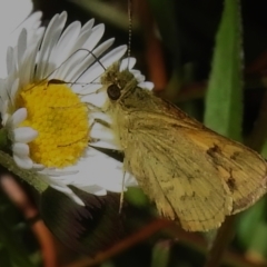 Ocybadistes walkeri at Wanniassa, ACT - 11 Dec 2022