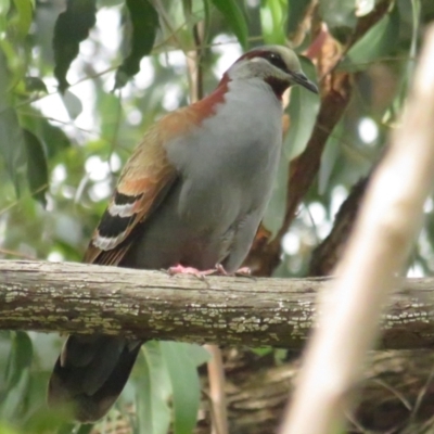 Phaps elegans (Brush Bronzewing) at Acton, ACT - 11 Dec 2022 by TomW