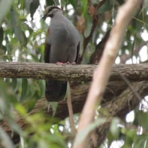 Phaps elegans at Acton, ACT - 11 Dec 2022