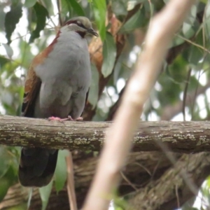 Phaps elegans at Acton, ACT - 11 Dec 2022