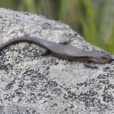 Pseudemoia entrecasteauxii (Woodland Tussock-skink) at Namadgi National Park - 7 Dec 2022 by JohnBundock