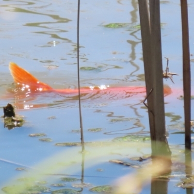 Carassius auratus (Goldfish) at Hume, ACT - 11 Dec 2022 by RodDeb