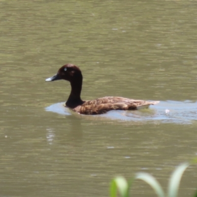 Aythya australis (Hardhead) at Hume, ACT - 11 Dec 2022 by RodDeb