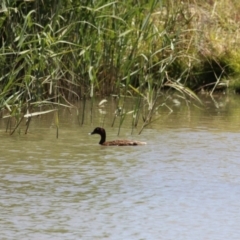 Aythya australis at Hume, ACT - 11 Dec 2022 11:52 AM