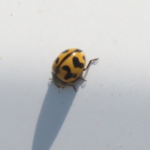 Coccinella transversalis at Hume, ACT - 11 Dec 2022