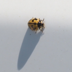 Coccinella transversalis at Hume, ACT - 11 Dec 2022