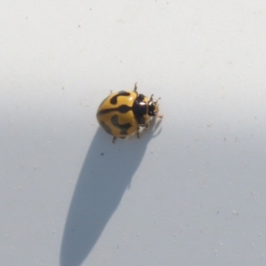 Coccinella transversalis at Hume, ACT - 11 Dec 2022